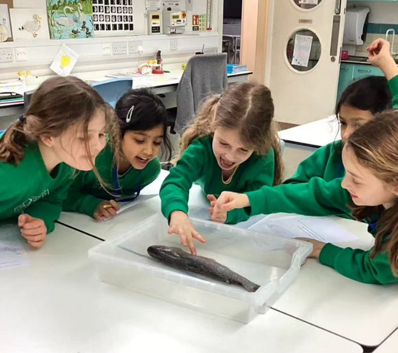 Year 1 pupils in the junior science lab. They are looking in interest at a fish